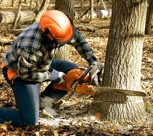 Tree Removal in Williamsville, VA